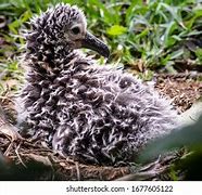 Image result for Fluffy Baby Albatross