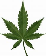 Image result for Transparent Marijuana Leaf Clip Art