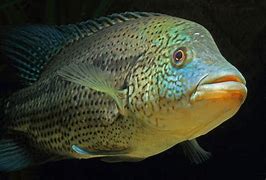 Image result for Munu Fish