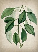 Image result for Camphor Tree New Leaves