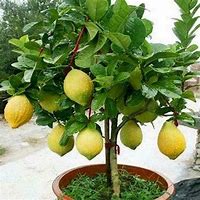 Image result for Dwarf Lemon Tree Indoor