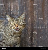 Image result for Classic Swirls Tabby