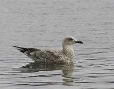 Image result for Juvenile Caspian Gull