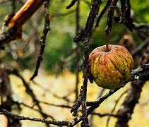 Image result for Brown Dry Tree