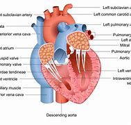 Image result for Interatrial Septum Formation