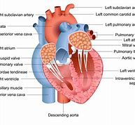 Image result for Interatrial Septum Anatomy