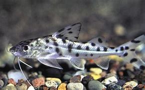 Image result for Freshwater Fish with Whiskers