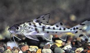 Image result for Popular Freshwater Fish W Whiskers