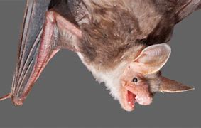 Image result for Rabid Bat Bite