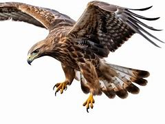 Image result for Hawk Talons around a Volleyball