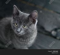 Image result for Grey Californa Swirl Kittens