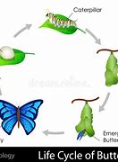 Image result for Bug's Life Butterfly