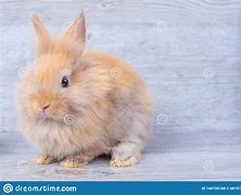 Image result for Light Brown Baby Bunny