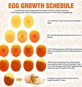 Image result for Serama Chicken Egg Candling Chart