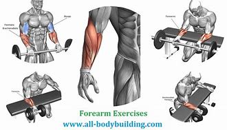 Image result for Forearm Workout Names