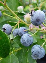 Image result for Northern Blueberry