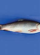 Image result for Long Baim Fish