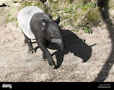 Image result for Tapir Lips