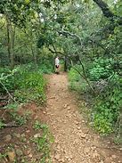 Image result for Faerie Glen Nature Reserve