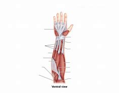 Image result for Ventral Aspect of Wrist