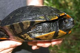 Image result for National Park Service Yellow Bellied Slider