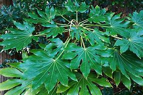 Image result for Angiosperms 1 Seed Leaf