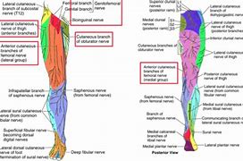 Image result for Posterior Cutaneous Nerve of Thigh