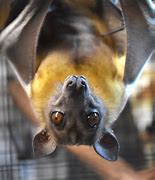 Image result for Fruit Bat Wallpaper