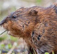 Image result for Dry Muskrat