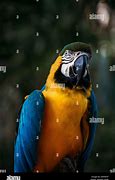 Image result for Macaw Blue Male