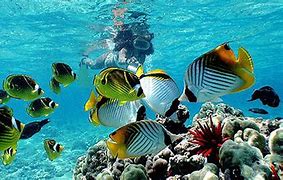 Image result for Hawaiian Snorkeling