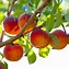 Image result for Summer Peach Tree