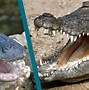 Image result for Croc vs Alligator Snout