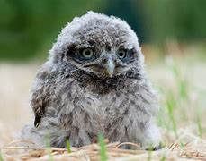 Image result for Dumb Owl