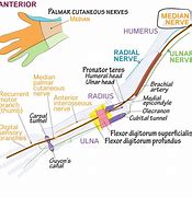 Image result for Median Nerve Distribution Arm