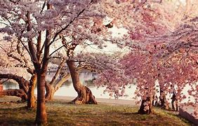 Image result for Cherry Blossom Wallpaper Desktop