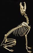 Image result for Coyote Skull Anatomy