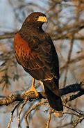 Image result for Two Kestrel Hawks