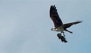 Image result for Osprey