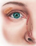 Image result for Lacrimal Papilla