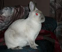 Image result for Siamese Rabbit