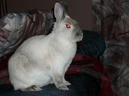 Image result for Broken Siamese Rabbit