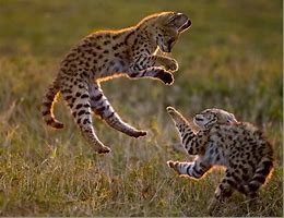 Image result for Serval Cat Pics