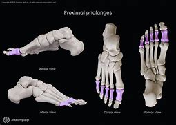 Image result for Phalanges of the Foot Anatomy