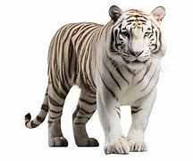 Image result for White Tiger Clip Art