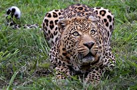 Image result for Leopard Dynamic