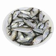 Image result for Chappal Fish