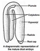 Image result for Dicot Embryo Diagram