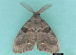 Image result for Tussock Caterpillar Southern South Carolina