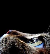 Image result for Plano De Fundo Computador Gato HD